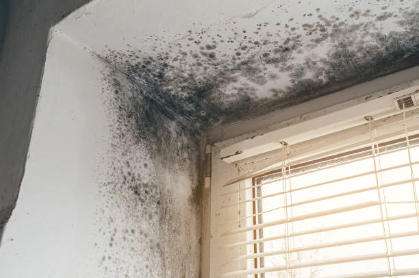 Affordable Mold Cleanup solutions in Laporte, CO